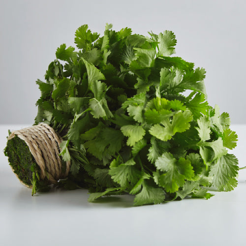 Coriander (Root cut)