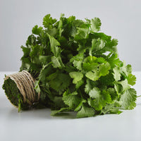 Thumbnail for Coriander (Root cut)