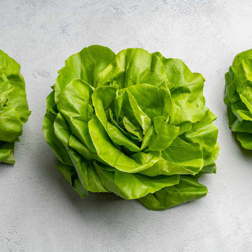 Baby Butterhead Lettuce