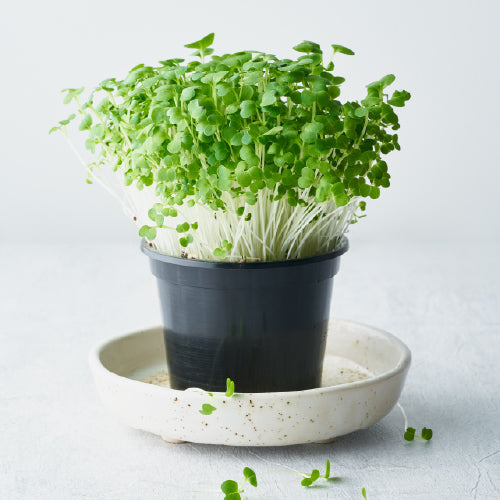 Bok Choy Microgreens