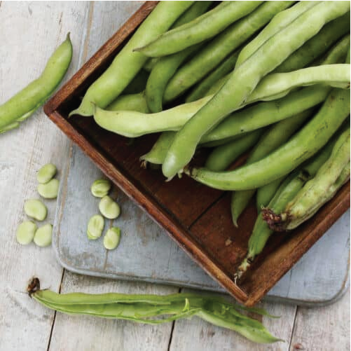 Beans - Chikkudu(Broad Beans)