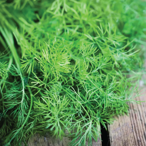 Dill leaves