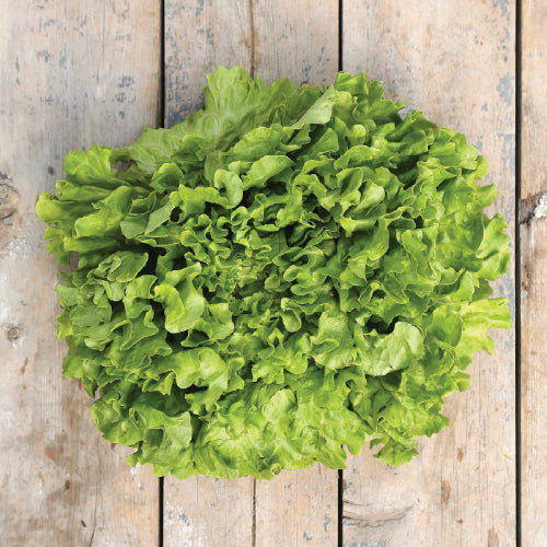 Green Batavia Lettuce