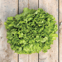 Thumbnail for Green Batavia Lettuce