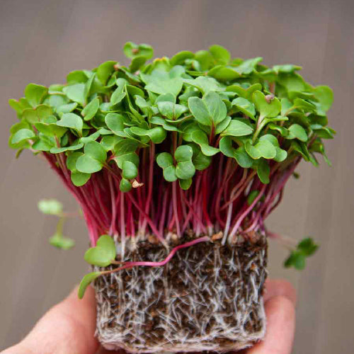 Red Amaranthus Microgreens