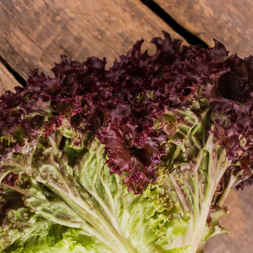 Lollo Rosso Lettuce