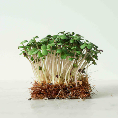 Mustard Microgreens