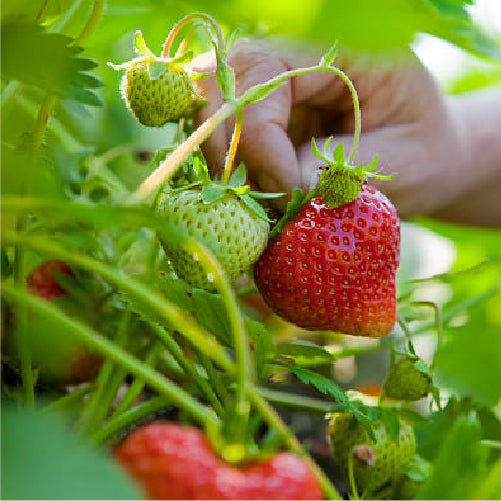 Naturoponic Strawberry (semi-ripe)