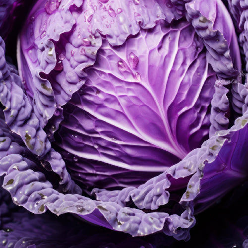 Purple Cabbage