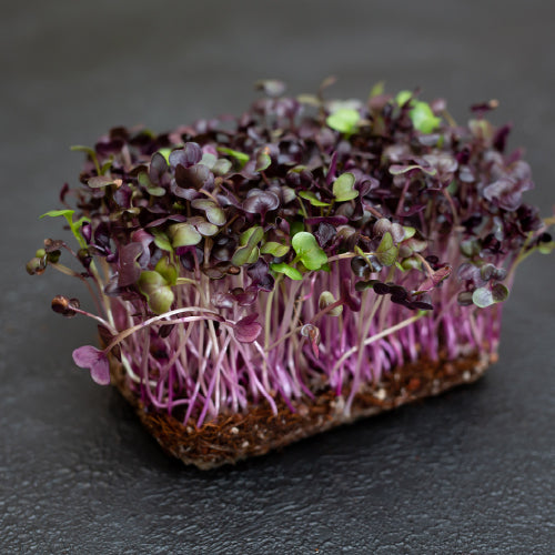 Purple Radish Microgreens