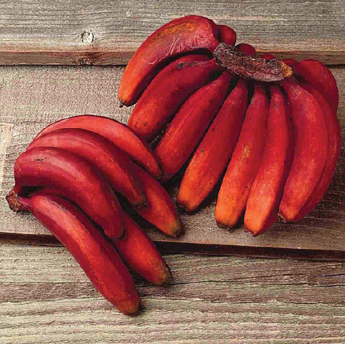 Red Banana