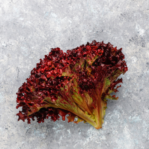 Red Oak Lettuce