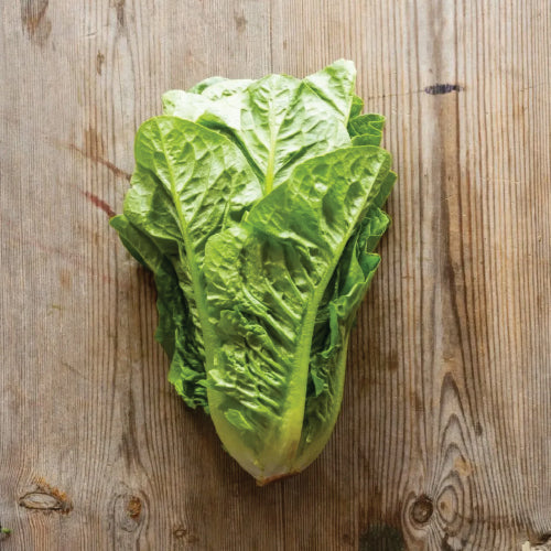 Romaine Lettuce