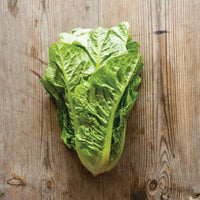 Thumbnail for Romaine Lettuce