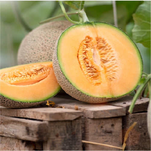 Semi Ripe Musk Melon